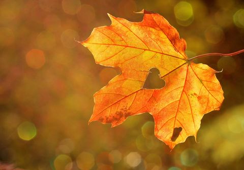 Feuille automne