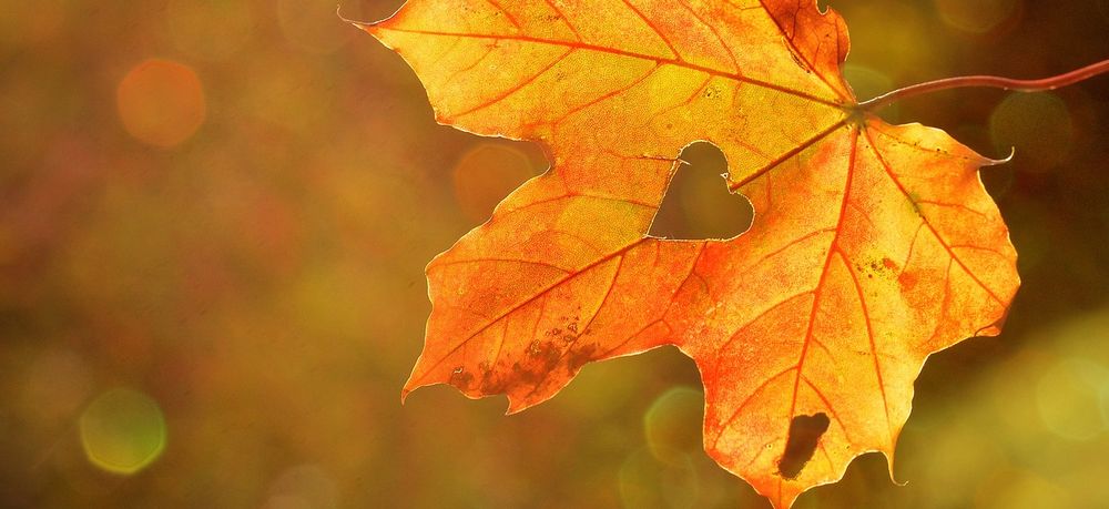 Feuille automne